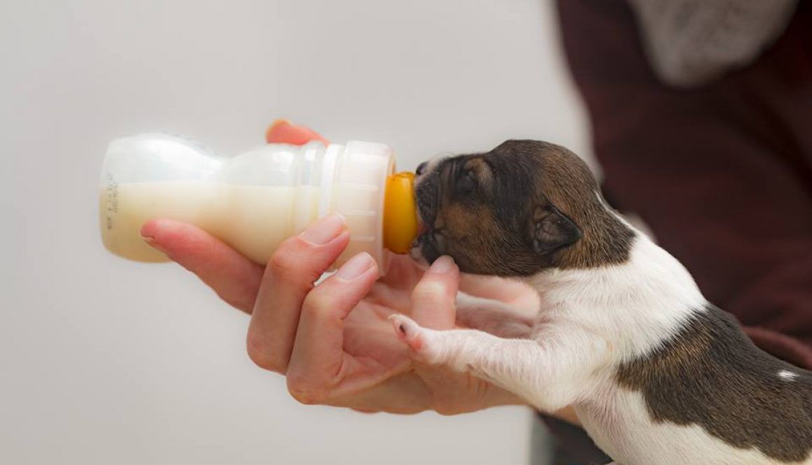 Video of one week old puppies bottle feeding…